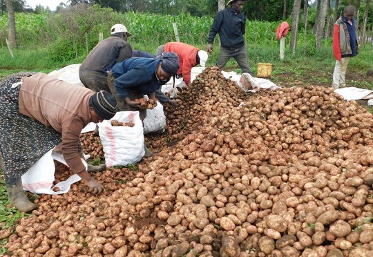IFC partners with ACEP Burkina to support farmers and rural agribusinesses in Burkina Faso